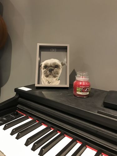 Customer photo review of Classic - Custom Pet Portrait