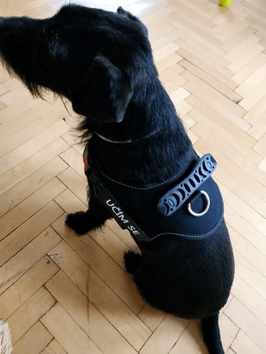 Customer photo review of Personalisierbares Anti-Zug Hundegeschirr