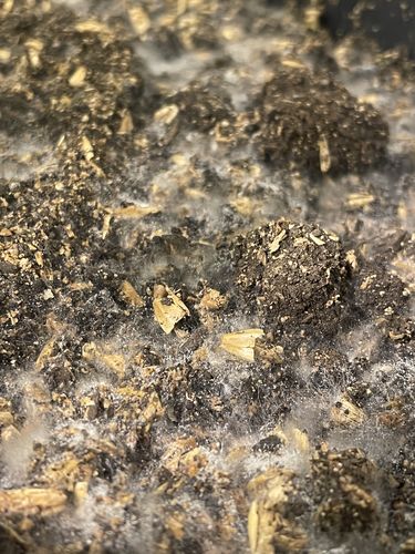 Customer photo review of SD Microbes BierKashi Bokashi Blend 5 to 50 lbs