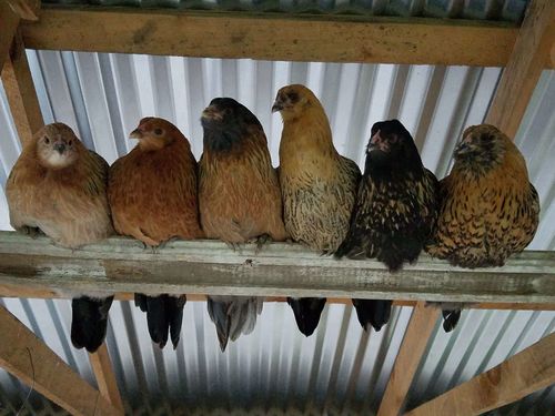 Customer photo review of GrubTerra Dried Larvae