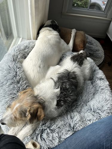 Customer photo review of Calming Bed (Improved Design)