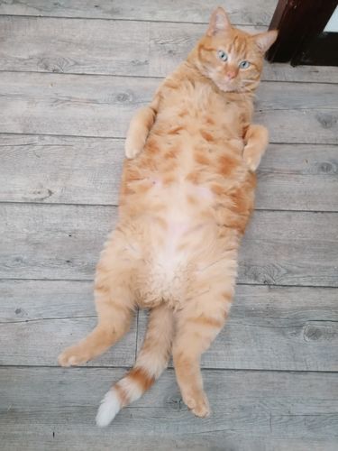 Avis photo d'un client sur Pâtée Chat Stérilisé Sans Céréales - Saumon