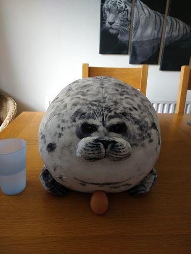 Customer photo review of Charlie the Chonky Seal Pillow