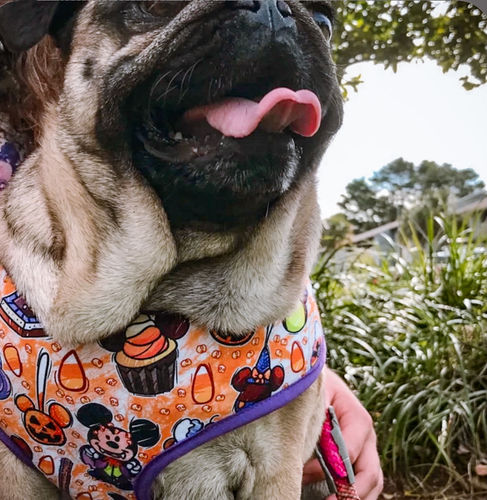Customer photo review of Adding a Matching Dog Harness