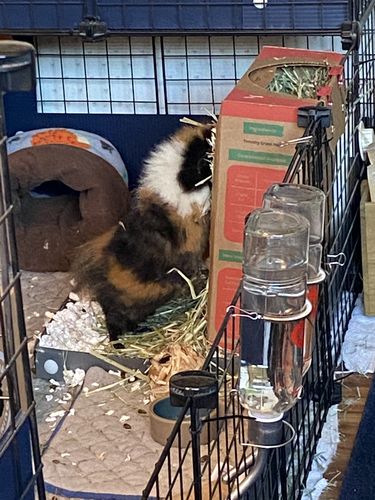 Customer photo review of GuineaDad Nourish Series - Guinea Pig Timothy Hay (3 Pack)