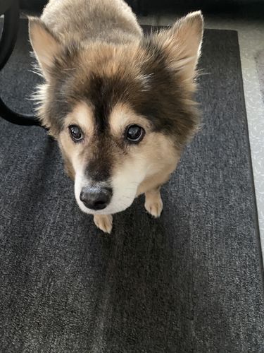 Customer photo review of Grain & Gluten-Free Gingerbread Biscuit Dog Treats