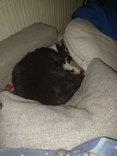 Kundenbewertung mit Foto zu BELISY Bachblüten Globuli für Hunde & Katzen - gegen Juckreiz - 10 g