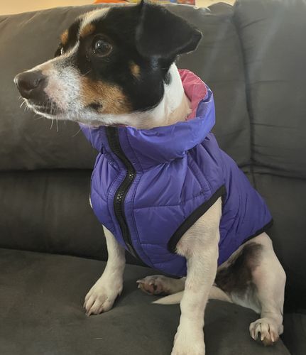Customer photo review of World's lightest warm jacket for dogs