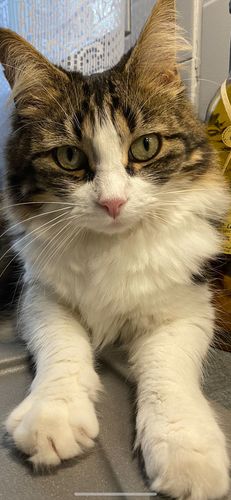 Avis photo d'un client sur Pâtée Chat Stérilisé Sans Céréales - Saumon