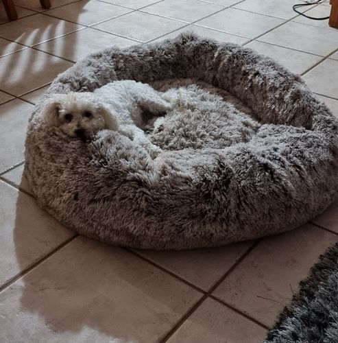 Customer photo review of Removable Cover Premium Colour Calming Dog bed