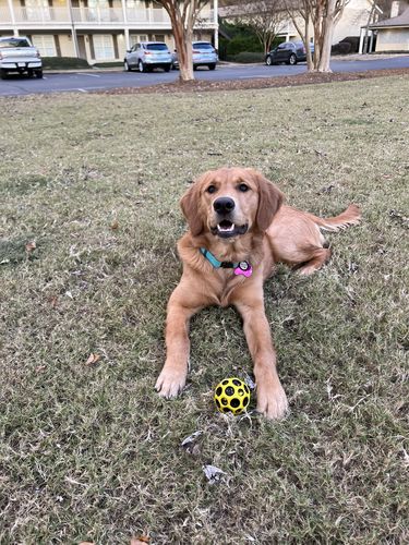 Customer photo review of Innovative waterproof glowing collar for dogs