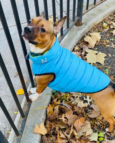 Customer photo review of World's lightest warm jacket for dogs