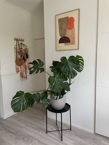 Customer photo review of Ochre & terra "Mithai"