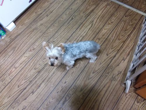 Customer photo review of Grandma Ada's Turkey & Yams Grain & Gluten-Free Holiday Meal Feast