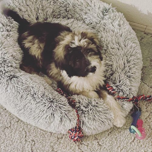 Customer photo review of King Size Calming Bed (Improved Design)