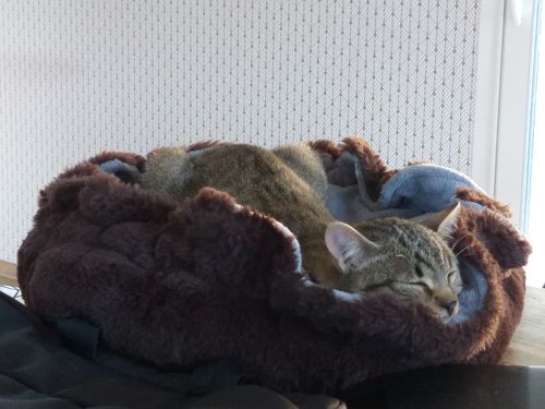 Avis photo d'un client sur Pâtée Chat Stérilisé Sans Céréales - Poulet