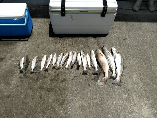 Customer photo review of 9pack - Natural Lifelike Shrimp Soft Lures