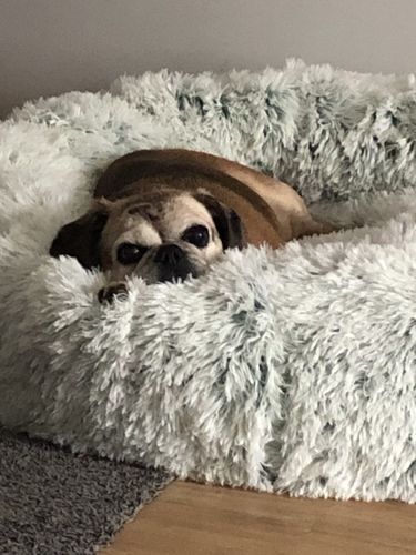 Customer photo review of Removable Cover Premium Colour Calming Dog bed