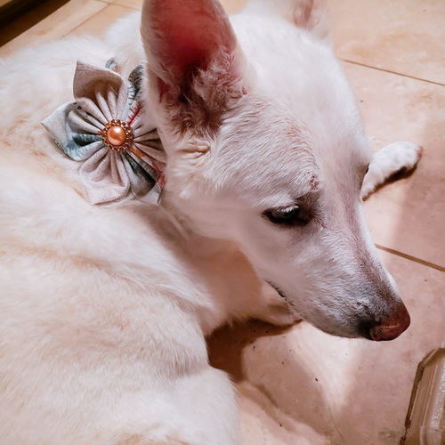 Customer photo review of Autumn Christmas dog collar with flower - White forest