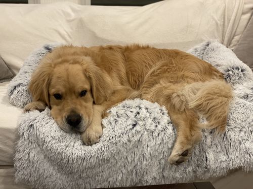 Customer photo review of Calming Couch Cover