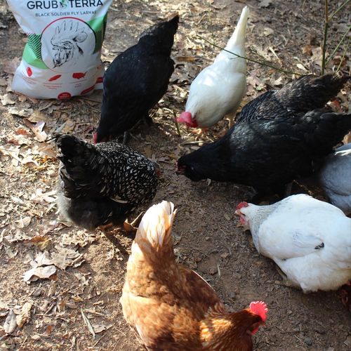 Customer photo review of GrubTerra Dried Larvae