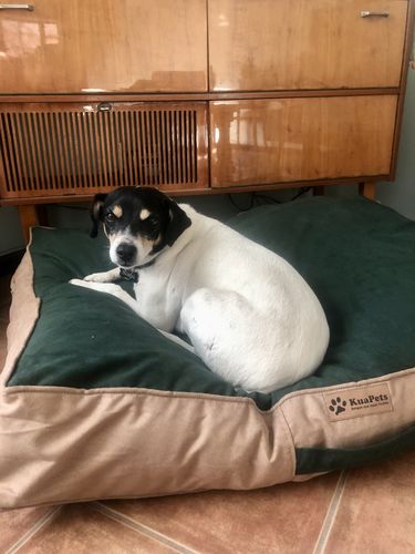 Customer photo review of CAMA ORIGEN VERDE OSCURO - TABACO