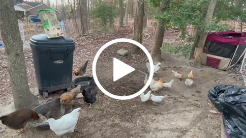 Customer video review of GrubTerra Dried Larvae