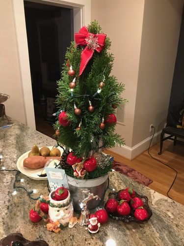 Customer photo review of Winter green - Xmas tree Thuja plant