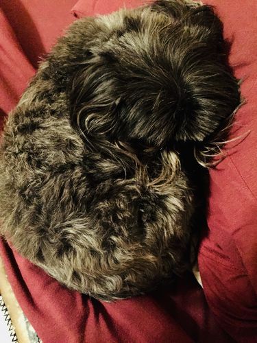 Customer photo review of BarkWise™ Complete