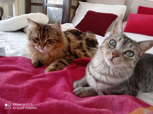 Avis photo d'un client sur Croquettes Chat Stérilisé Sans Céréales - Poulet