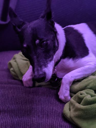 Customer photo review of Pet Tincture 500mg Isolate CBD