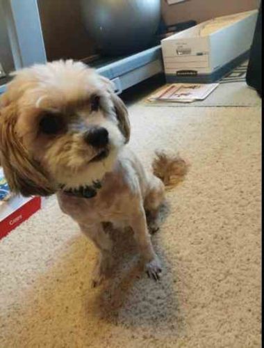 Customer photo review of Official Wuff Clipper