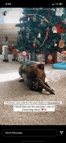 Customer photo review of REGULAR Split Beam Dog Chew