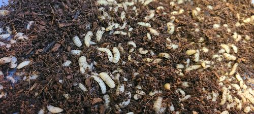 Customer photo review of GrubTerra Fresh Black Soldier Fly Larvae for Reptiles