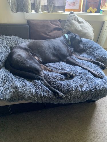 Customer photo review of Calming Couch Bed
