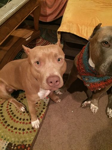 Customer photo review of Variety Meal & Treat Pack