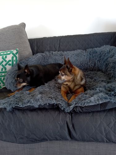 Customer photo review of Calming Couch Bed