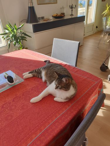 Avis photo d'un client sur Pâtée Chat Stérilisé Sans Céréales - Poulet