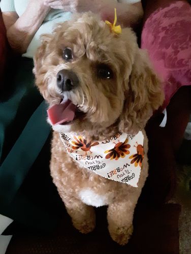 Customer photo review of Grain & Gluten-Free Pumpkin Biscuit Dog Treats