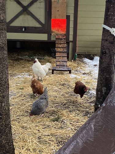 Customer photo review of GrubTerra Dried Larvae