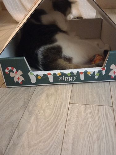 Avis photo d'un client sur Croquettes Chat Stérilisé Sans Céréales - Poulet
