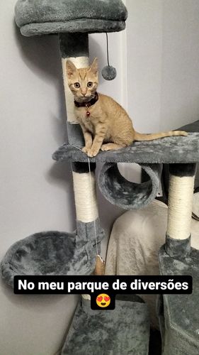 Customer photo review of Árvore arranhador para gatos 154 cm de altura com plataformas túnel rede e postes de de sisal cinza