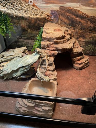 Customer photo review of GrubTerra Fresh Black Soldier Fly Larvae for Reptiles