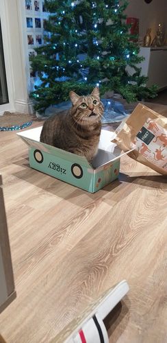 Avis photo d'un client sur Croquettes Chat Stérilisé Sans Céréales - Poulet
