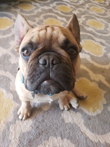 Customer photo review of 6" STANDARD BULLY STICKS