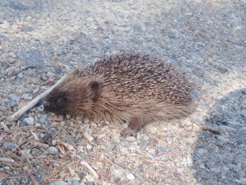 Customer photo review of "The Works" Fidget Kit - try ALL seven best sellers in one tin! Save $14.70