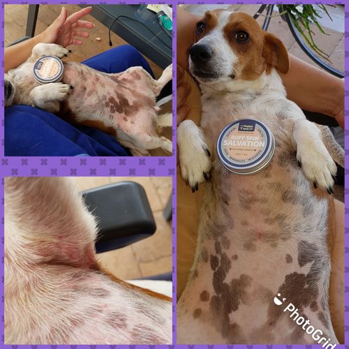 Customer photo review of Ruff Skin Salvation - Skin repair balm for dogs