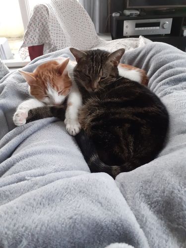 Avis photo d'un client sur Pâtée Chat Stérilisé Sans Céréales - Poulet