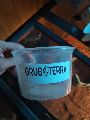 Customer photo review of GrubTerra Fresh Black Soldier Fly Larvae for Reptiles