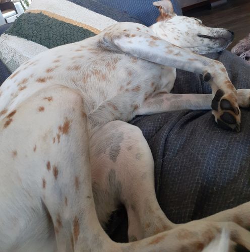 Customer photo review of Ruff Skin Salvation - Skin repair balm for dogs